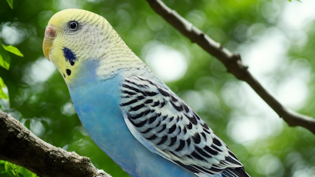 teaching budgie to talk with owner repeating words
